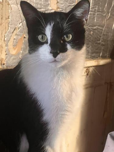 Lost Male Cat last seen S. longwood and W. 99th street, chicago il, Chicago, IL 60643
