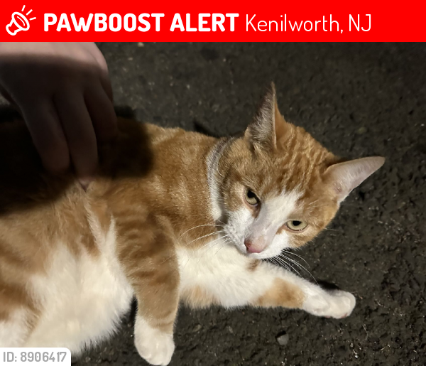 Lost Male Cat last seen Was last seen near Angelo's, Kenilworth, NJ 07033