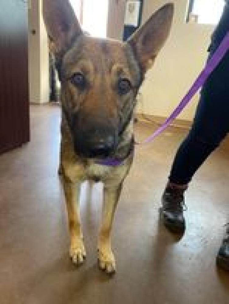 Shelter Stray Female Dog last seen Collin County, TX 75002, Alvarado, TX 76009
