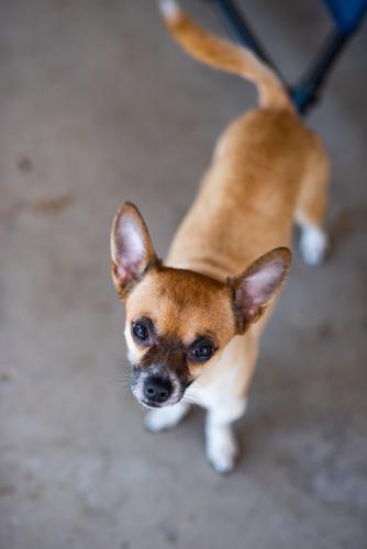 Found/Stray Male Dog last seen 43rd Ave & Maryland, Phoenix, Phoenix, AZ 85304