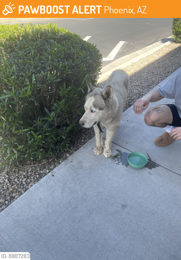 Found/Stray Male Dog last seen 83rd McDowell , Phoenix, AZ 85043