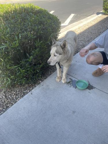 Found/Stray Male Dog last seen 83rd McDowell , Phoenix, AZ 85043