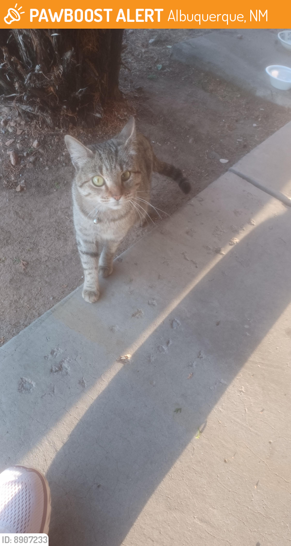 Surrendered Female Cat last seen Valencia drive and Ross avenue, Albuquerque, NM 87108