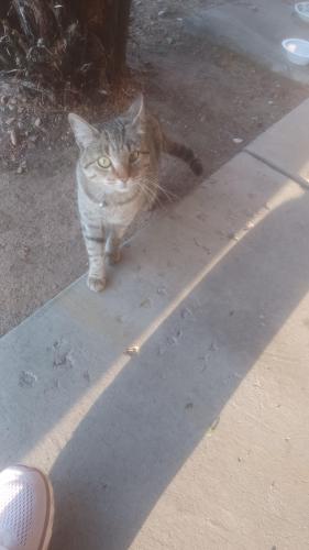 Found/Stray Female Cat last seen Valencia drive and Ross avenue, Albuquerque, NM 87108