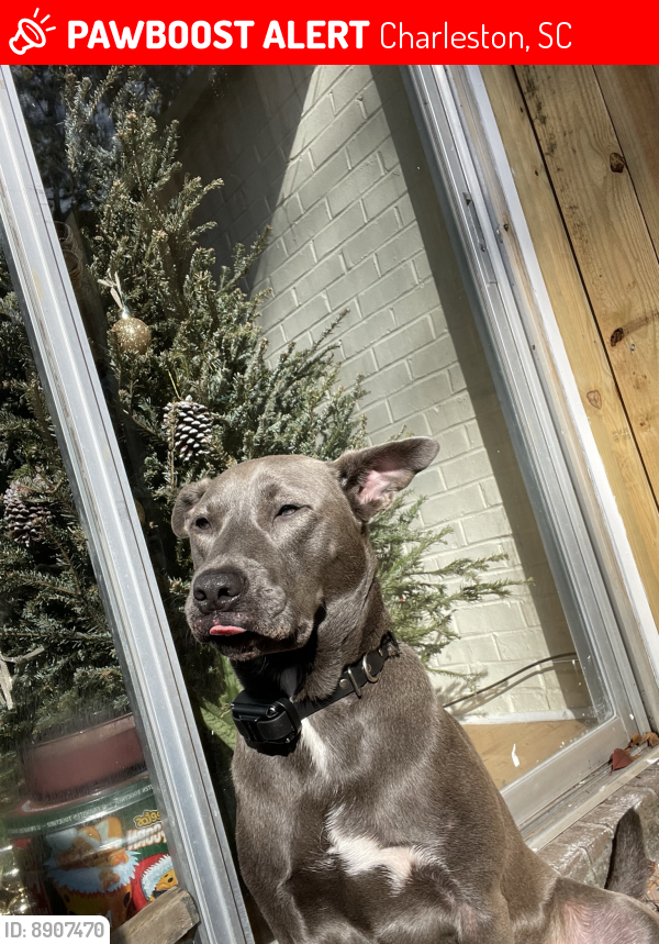 Lost Female Dog last seen Wappoo road Charleston sc (Near La Fontana), Charleston, SC 29407