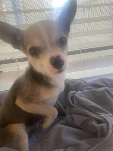 Found/Stray Male Dog last seen Fry’s on 107th Ave and Indianschool, Maryvale Village, AZ 85037
