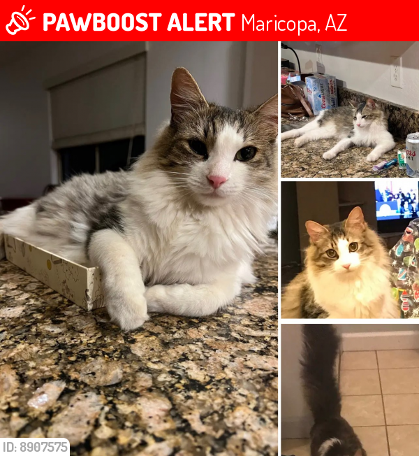 Lost Male Cat last seen Near W Coltin Way, Maricopa, AZ, 85138, USA  White & Parker, Hopper & Grantham, Maricopa, AZ 85138