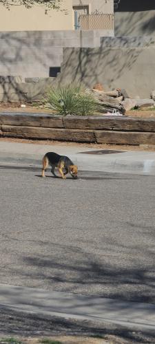Found/Stray Unknown Dog last seen Fairbanks rd NE 87112, Albuquerque, NM 87112