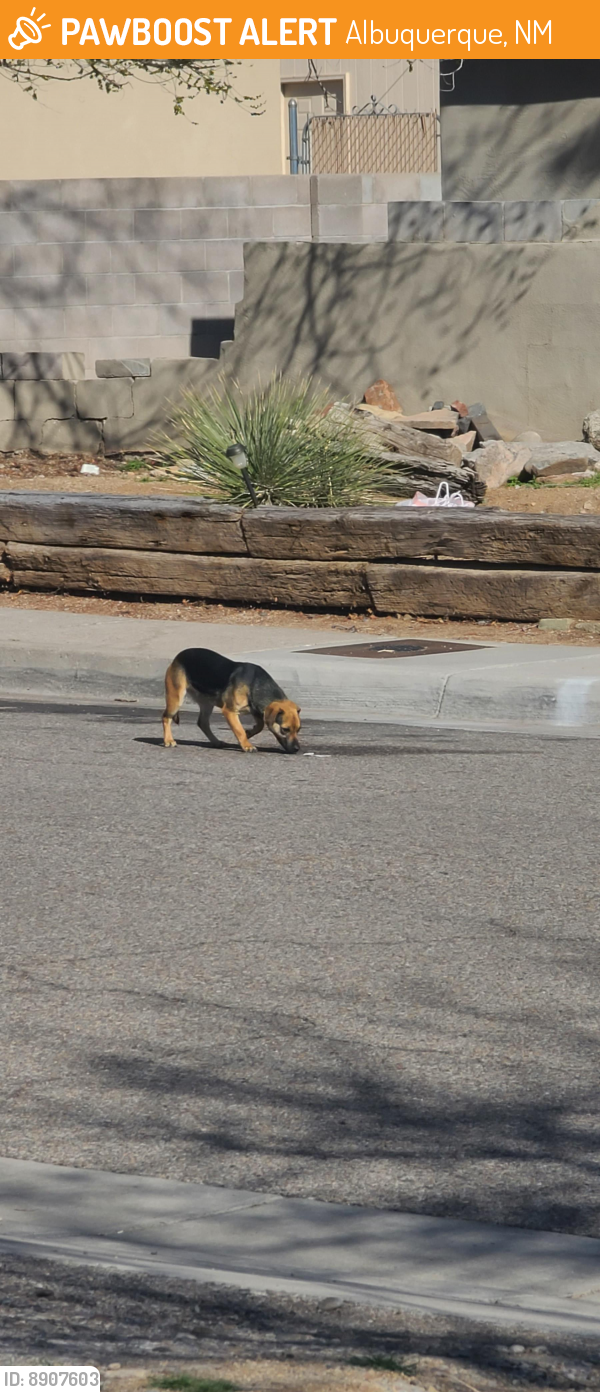 Found/Stray Unknown Dog last seen Fairbanks rd NE 87112, Albuquerque, NM 87112