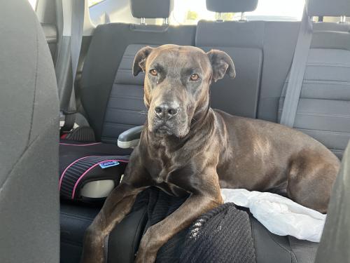 Found/Stray Female Dog last seen Foster and Pioneer, Norwalk, CA 90650