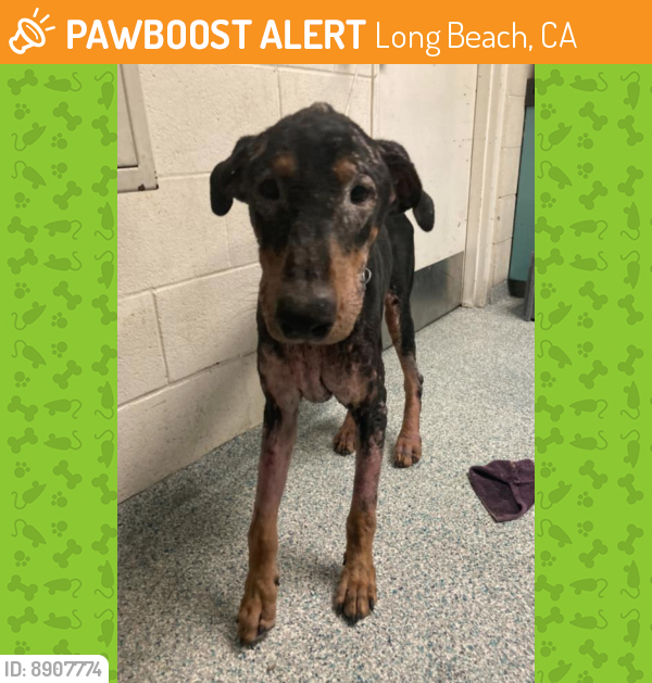 Found/Stray Male Dog last seen Near Chestnut Avenue, Long Beach, CA, USA, Long Beach, CA 90813
