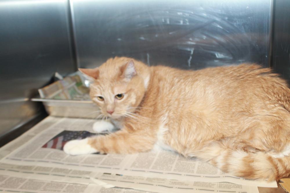 Shelter Stray Male Cat last seen , Los Angeles, CA 90064