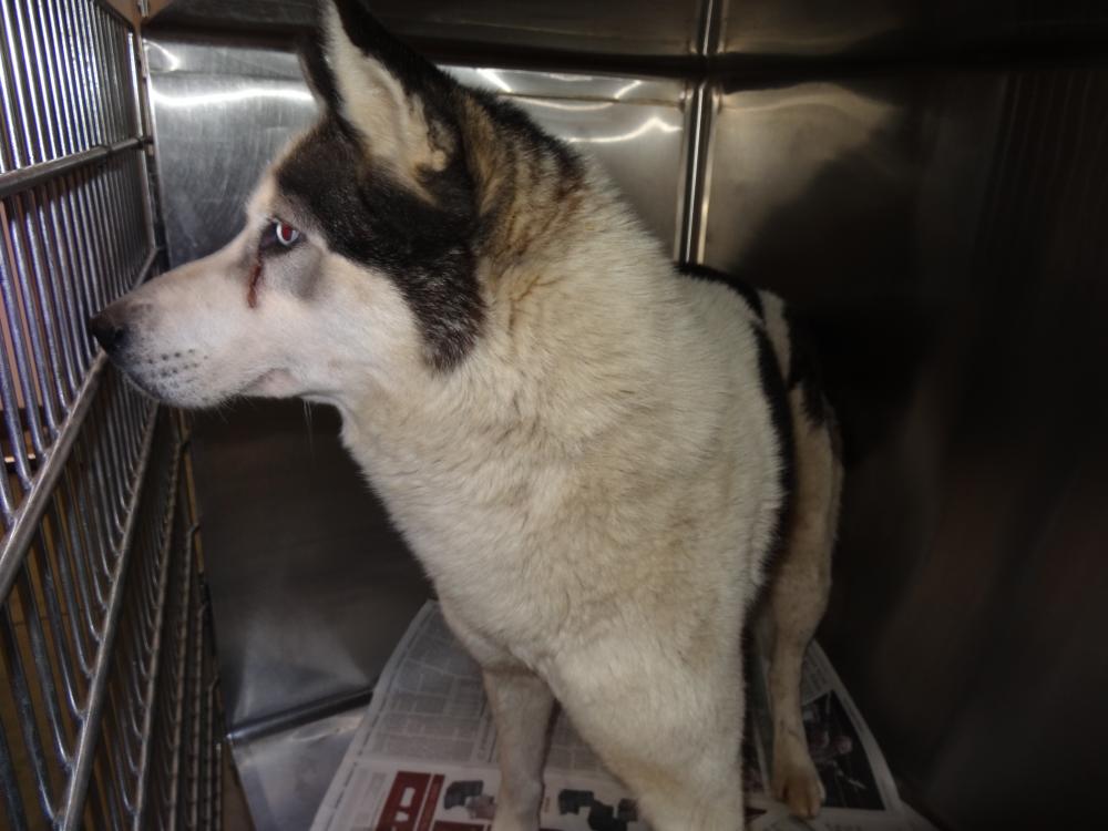 Shelter Stray Male Dog last seen , Chatsworth, CA 91311