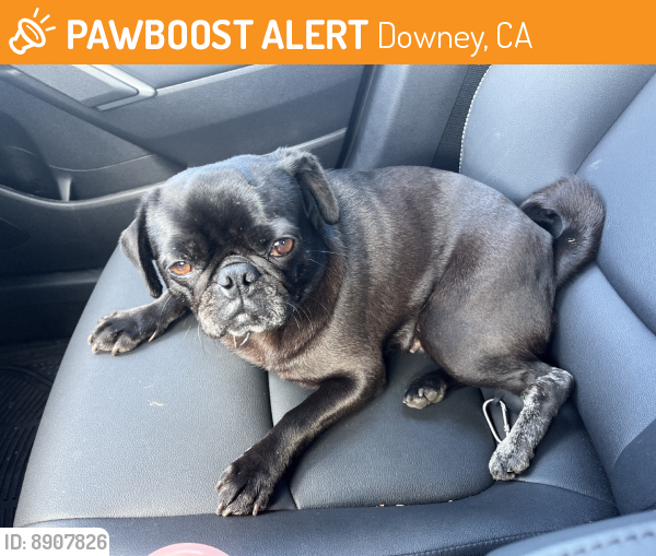 Found/Stray Female Dog last seen Lakewood and florence, Downey, CA 90241