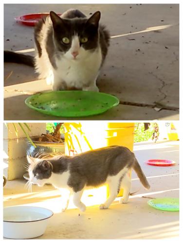 Found/Stray Unknown Cat last seen 35th Ave and Encanto , Phoenix, AZ 85009