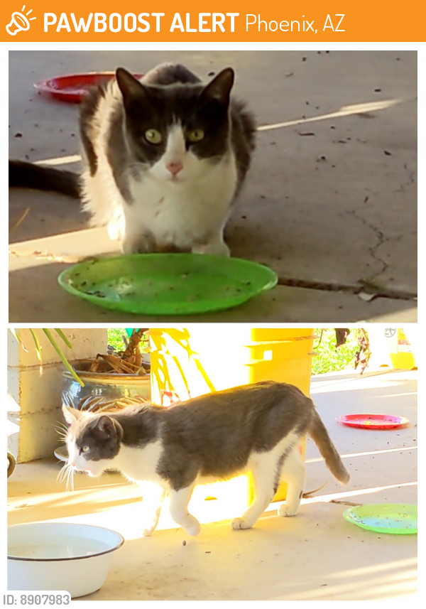 Surrendered Unknown Cat last seen 35th Ave and Encanto , Phoenix, AZ 85009