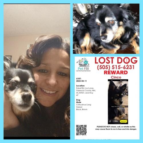 Lost Male Dog last seen Frijolaria Lane in Los Lunas, NM, Los Lunas, NM 87031