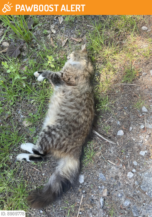 Found/Stray Unknown Cat last seen Jessamine Rd , Lexington County, SC 29073