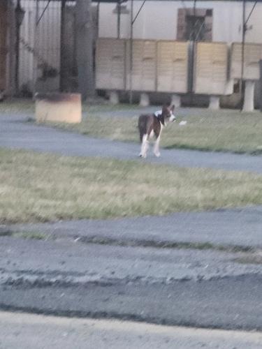 Found/Stray Unknown Dog last seen Near Emmitsburg Road, Gettysburg pa, 17325, Gettysburg, PA 17325