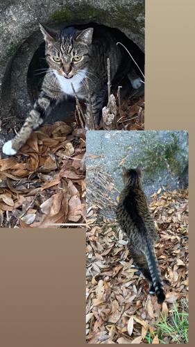Found/Stray Unknown Cat last seen On the intersection of Oceola St. and Etiwan Ave. , Columbia, SC 29205