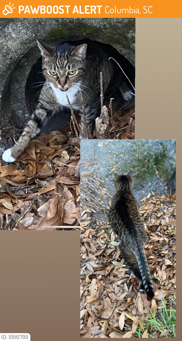 Found/Stray Unknown Cat last seen On the intersection of Oceola St. and Etiwan Ave. , Columbia, SC 29205