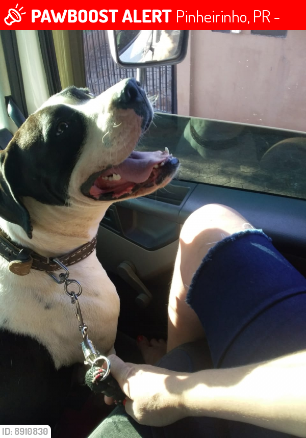 Lost Male Dog last seen Rua Francisco Raitani, Próximo ao hosp do Idoso. Praça Zumbi dos Palmares - Capão Raso, Pinheirinho, PR 81020-490