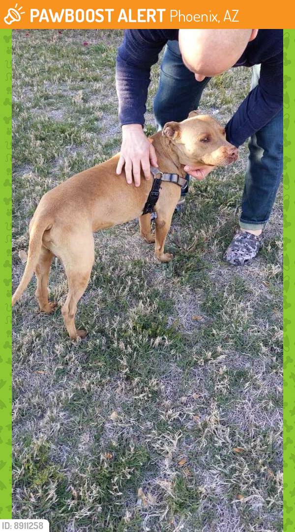 Found/Stray Male Dog last seen 23rd Avenue and Osborne Rd, Phoenix, AZ 85015