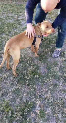 Found/Stray Male Dog last seen 23rd Avenue and Osborne Rd, Phoenix, AZ 85015