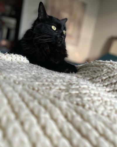 Lost Male Cat last seen College ave and baseline , Tempe, AZ 85283