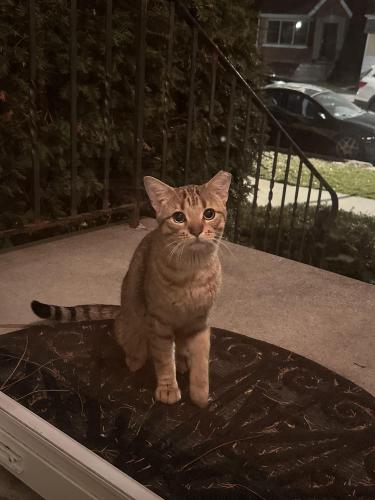 Found/Stray Unknown Cat last seen Pasteur park, Chicago, IL 60629