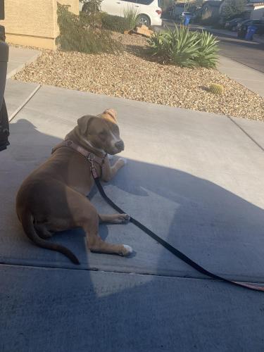 Lost Female Dog last seen Happy donuts, 51st Ave. and Indian school Road, Phoenix, AZ 85031