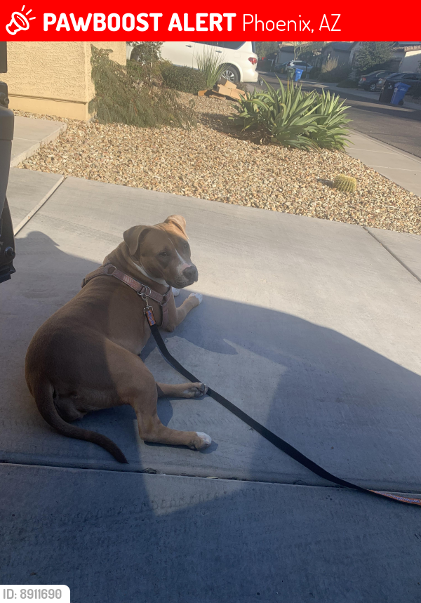 Lost Female Dog last seen Happy donuts, 51st Ave. and Indian school Road, Phoenix, AZ 85031
