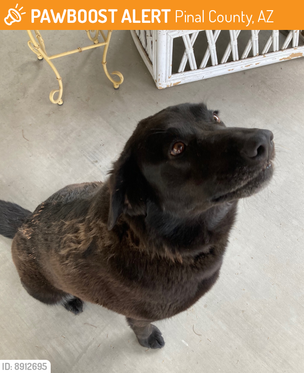 Rehomed Female Dog last seen Highway 79 and Bartlett Rd., Pinal County, AZ 85132