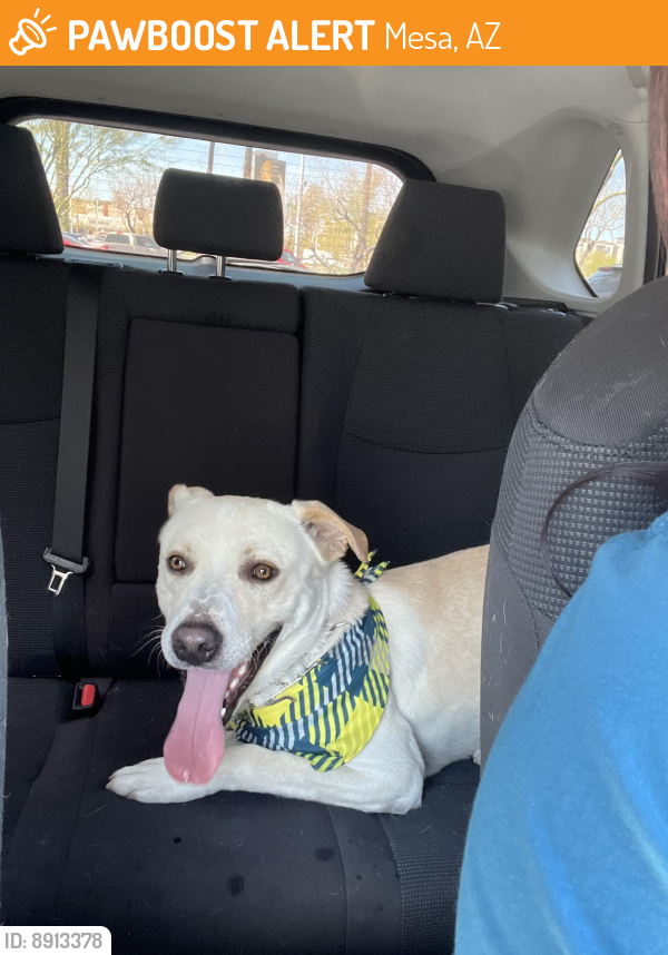 Mesa, AZ Stray Dog Found Near N Dobson rd PawBoost