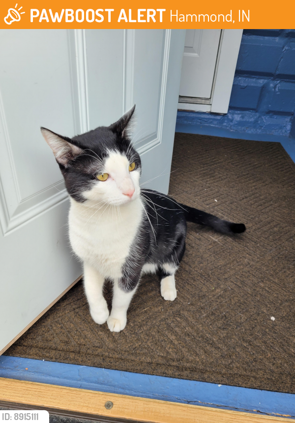 Rehomed Male Cat last seen Caldwell Sports Park, Hammond, IN 46324