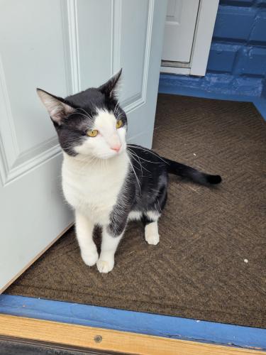 Found/Stray Male Cat last seen Caldwell Sports Park, Hammond, IN 46324