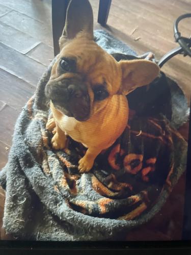 Lost Female Dog last seen Mytle dr and 79 east, Jacksonville, TX 75766
