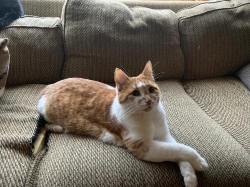 Lost Male Cat last seen Emerson and 33rd Ave south , Minneapolis, MN 55408