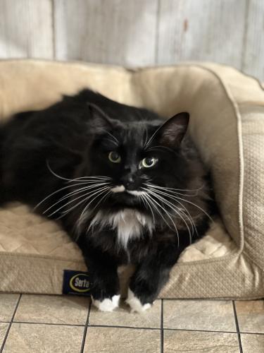 Lost Male Cat last seen Pittsburgh and Crown , Spokane, WA 99207