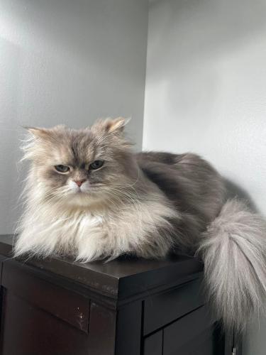 Lost Male Cat last seen Schick and mayflower , Hanover Park, IL 60133