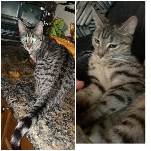 Lost Female Cat last seen Hawthorn and Laramie , Oak Forest, IL 60452