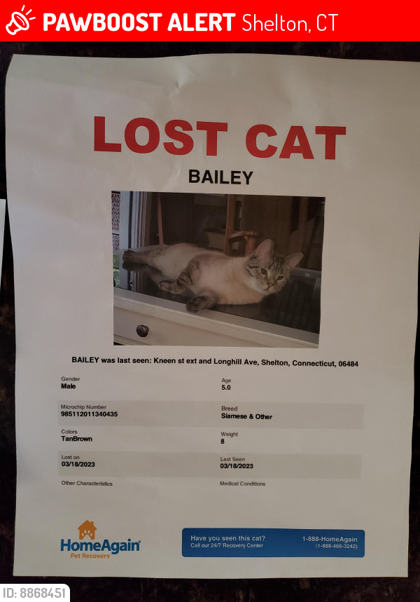 Lost Male Cat last seen Long hill ave on kneen st ext, Shelton, CT 06484