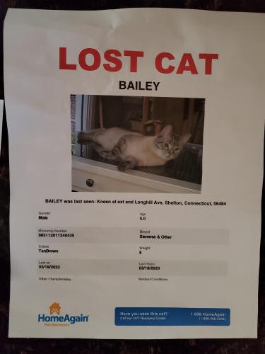 Lost Male Cat last seen Long hill ave on kneen st ext, Shelton, CT 06484