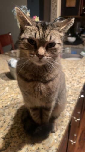 Lost Female Cat last seen 152nd and Laramie, Oak Forest Il, Oak Forest, IL 60452