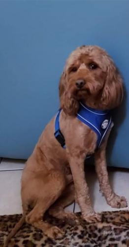 Lost Male Dog last seen By the 22 ward CPD, Chicago, IL 60643