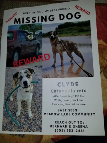 Lost Male Dog last seen Osha pl, Meadow Lake, NM 87031