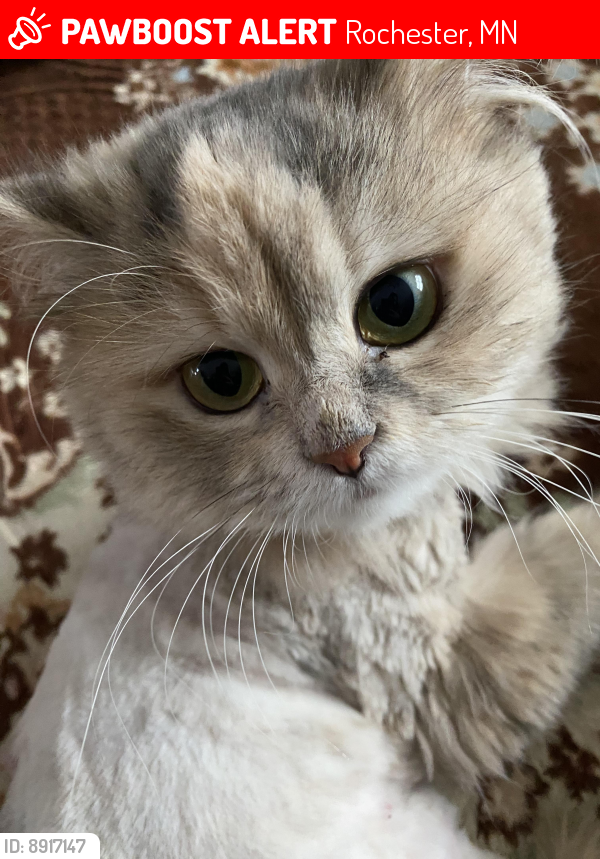 Lost Female Cat last seen Near Middlebrook Dr Rochester MN, Rochester, MN 55901