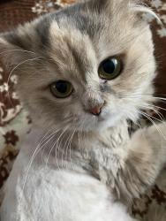 Lost Female Cat last seen Near Middlebrook Dr Rochester MN, Rochester, MN 55901