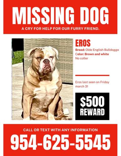 Lost Male Dog last seen Near sw 137 ave hmstd fl 33033, Homestead, FL 33033
