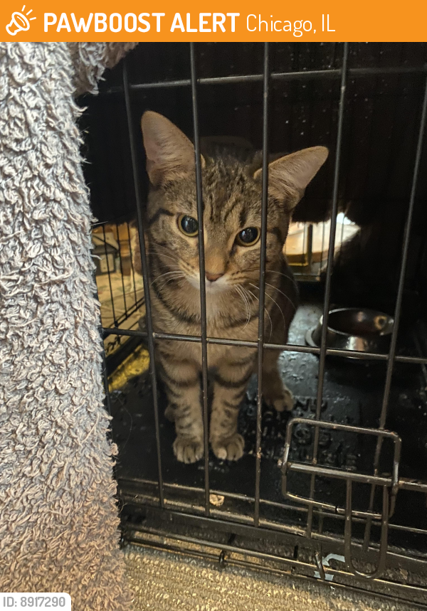 Found/Stray Female Cat last seen 79th and south shore dr, Chicago, IL 60649